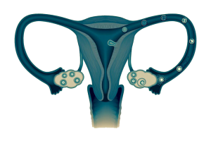 Women's reproductive system